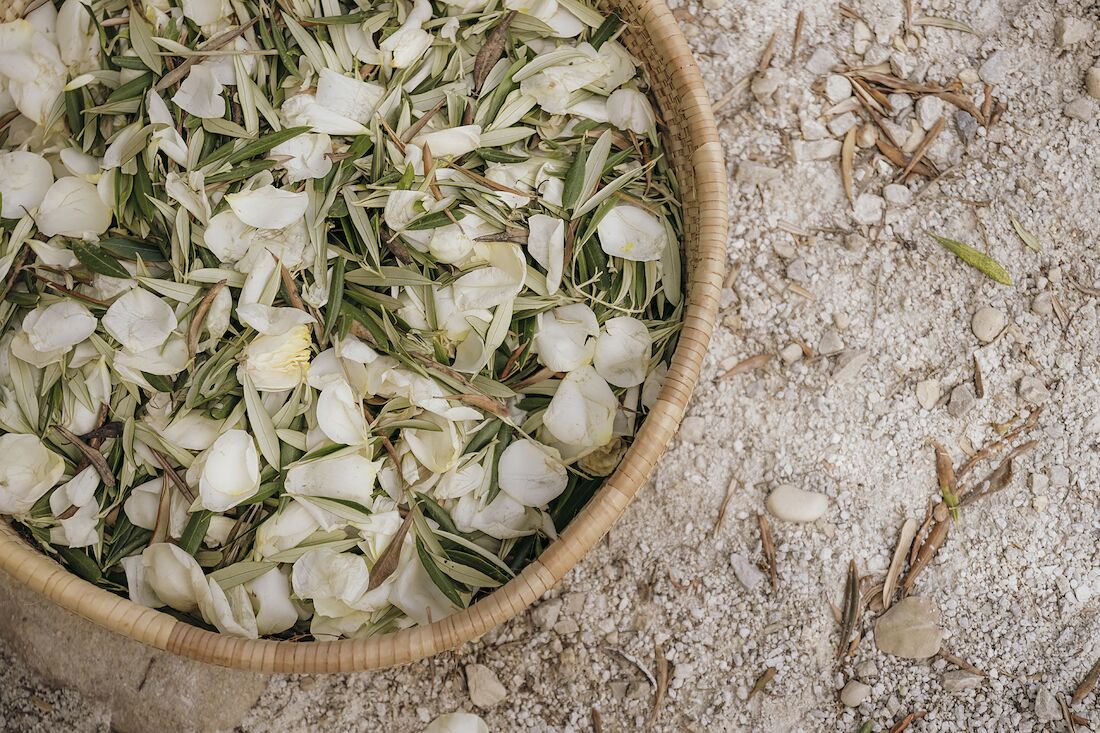 Rose petals in a bowl